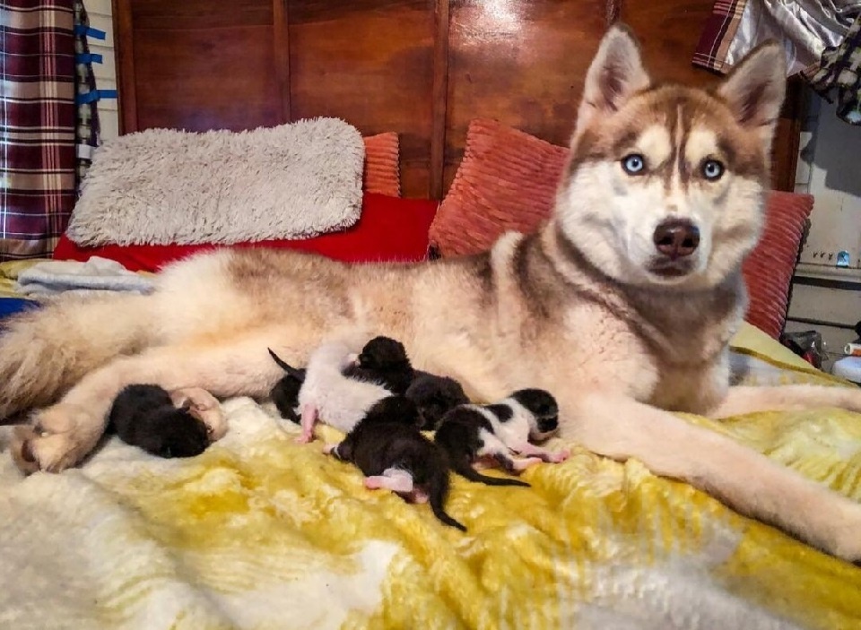 Баннер и спасеныши