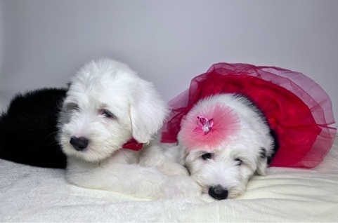 Фото из личного архива. Щенки староанглийской овчарки