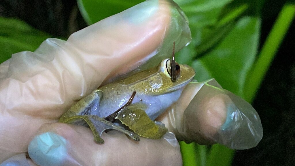 Пиявки не прочь забрать себе немного голубой крови
