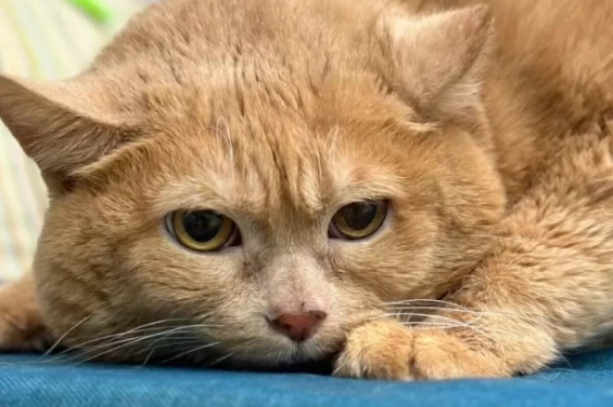    Кот Крошик продолжает худеть под присмотром врача