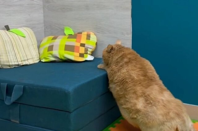    Крошик активно изучает пространство вокруг себя. Фото: Скриншот