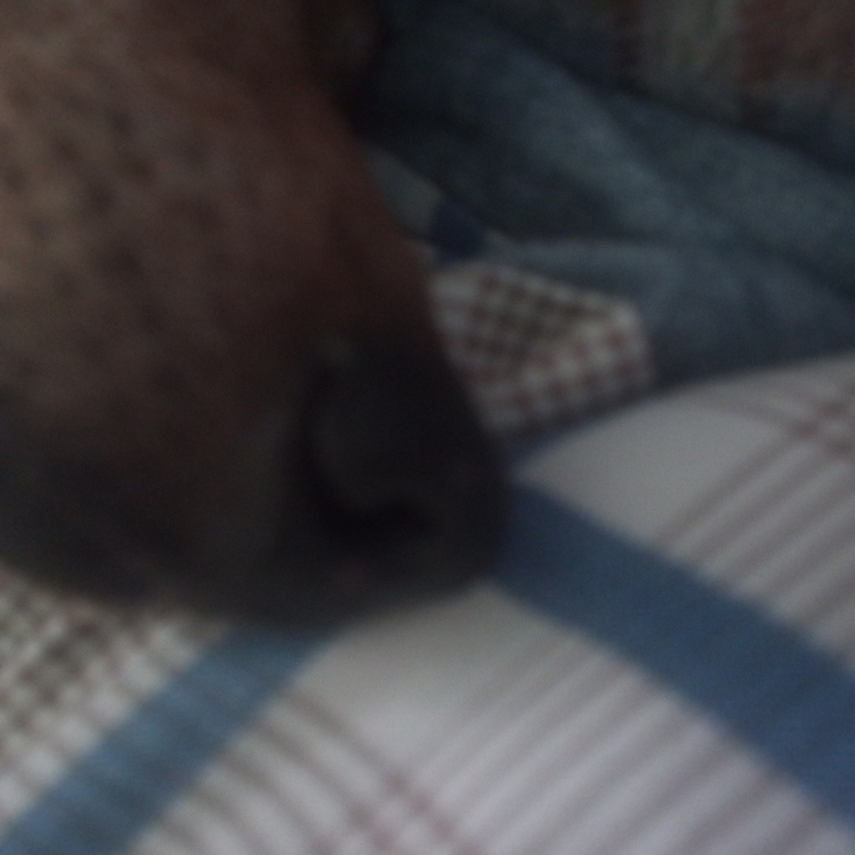 Просто длинный собачий нос. 