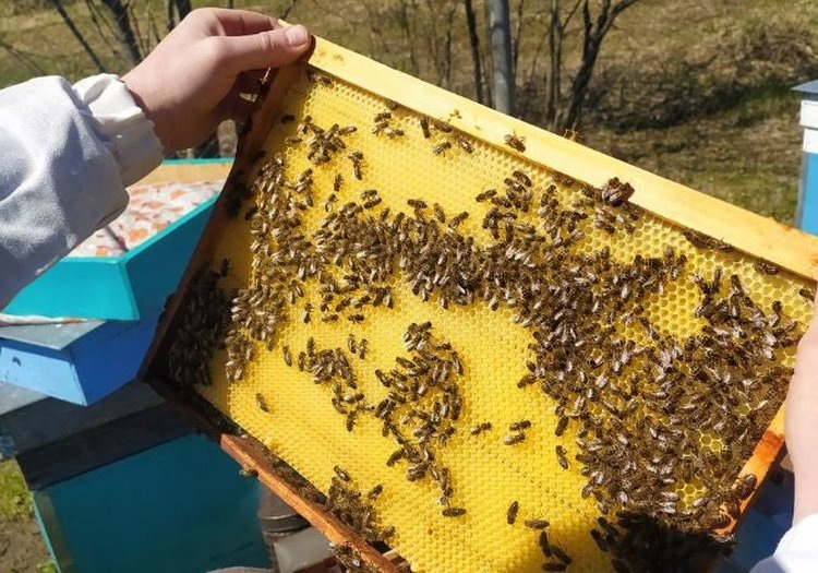    О новых ветправилах борьбы с нозематозом пчел рассказали в Брянской испытательной лаборатории ФГБУ «ВНИИЗЖ»