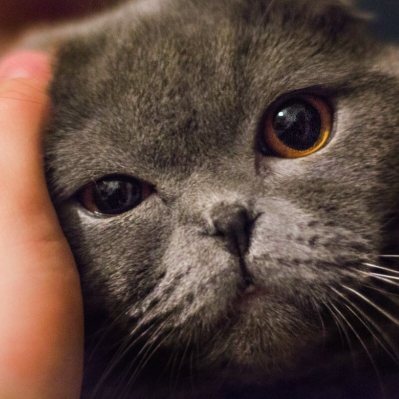Причины головных болей у кошек