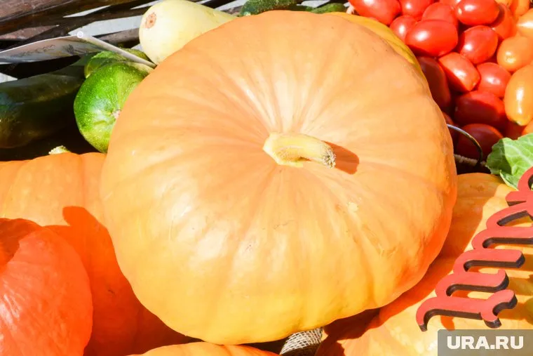 По всему миру отмечают День Тыквы 26 октября Фото: Вадим Ахметов © URA.RU