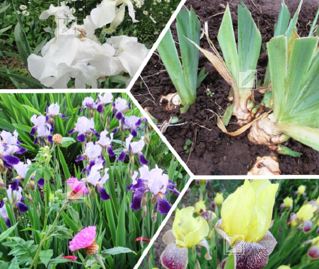 Зачем ирисам горсть золы и в чем условия хорошей зимовки цветов