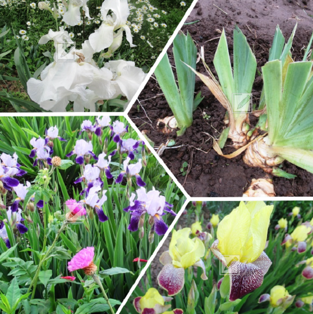 коллаж из фото автора