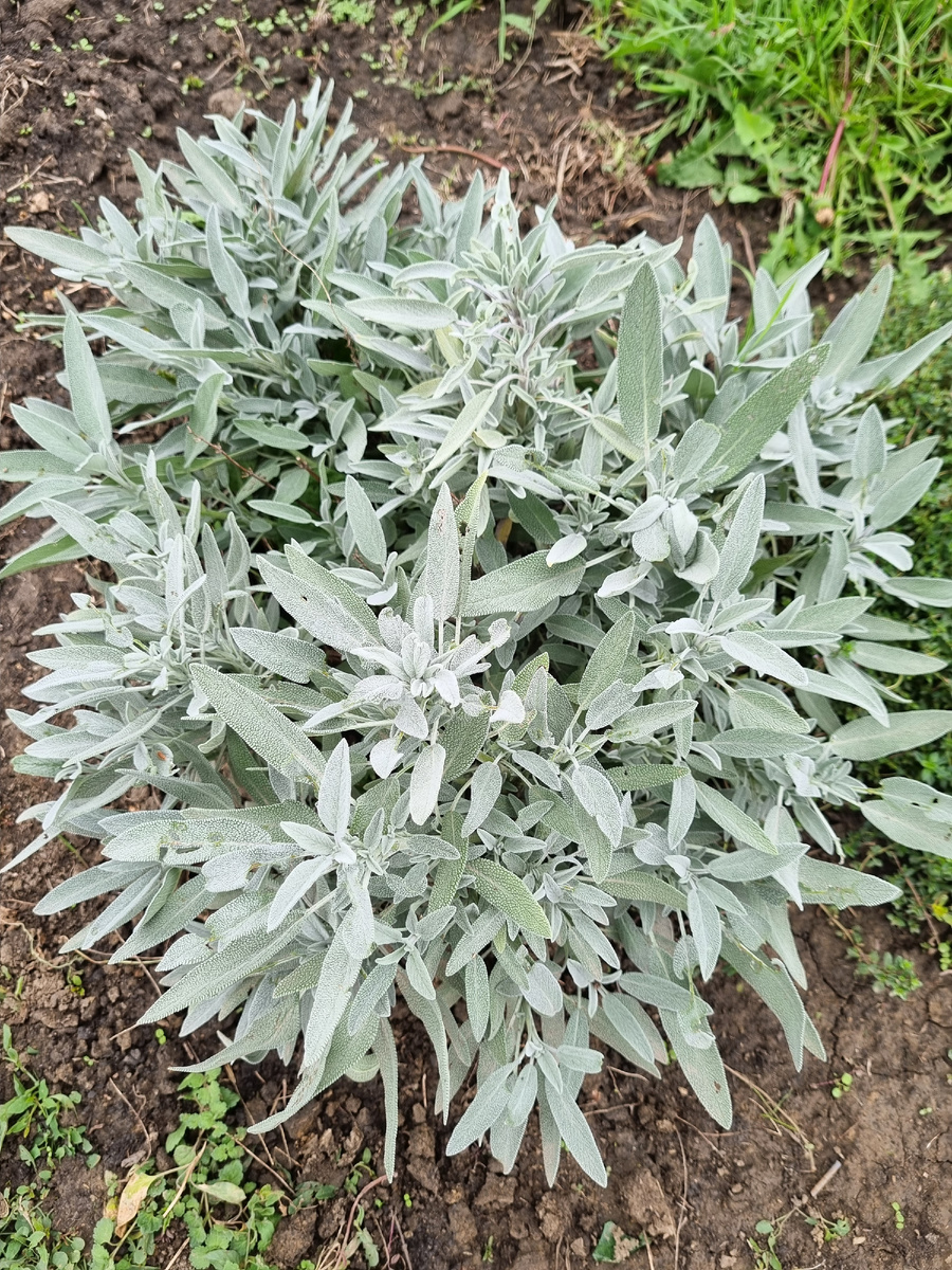 Фото осеннее. Летнего не нашла,только видео