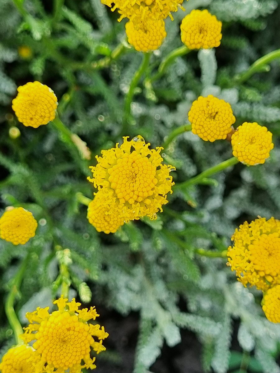 Вот так она цветет