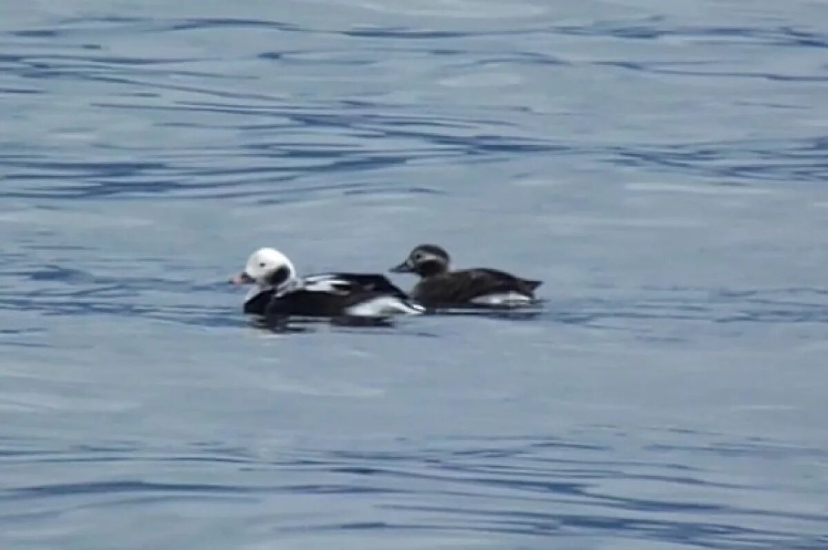    В Республике Алтай впервые за 20 лет заметили редких уток