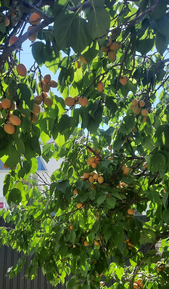 Волгорад абрикосы