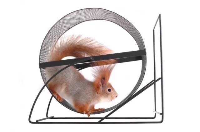    Что значит выражение «как белка в колесе»?