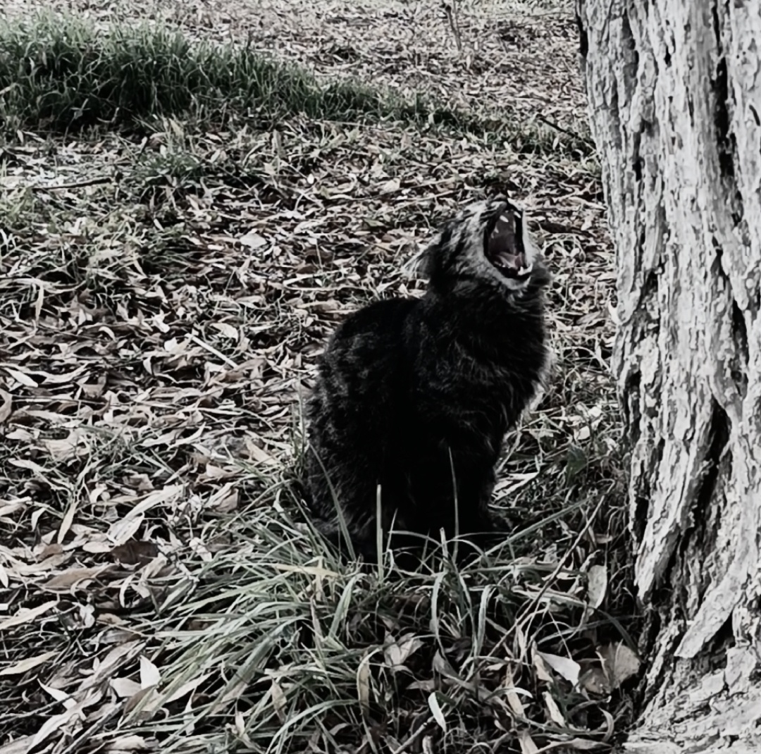 С котиком всё хорошо, это он зевает 😆