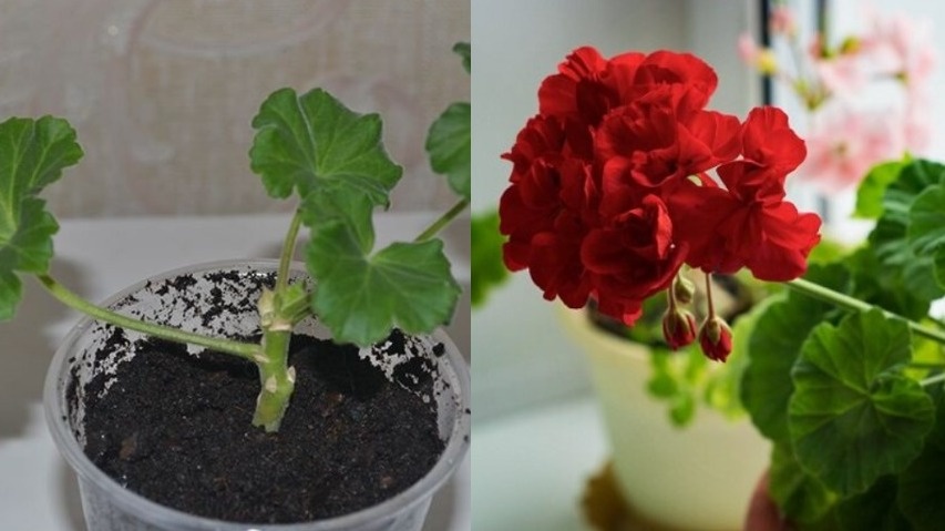 Разбудил спящую герань простой булавкой по методу голландского цветовода. 6 лет пышного цветения без дорогих удобрений и подкормок
