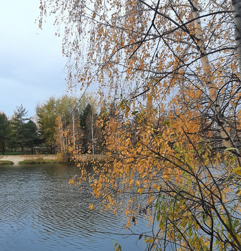 Фото автора с осенней прогулки, эта осень особенно гармоничная для меня...