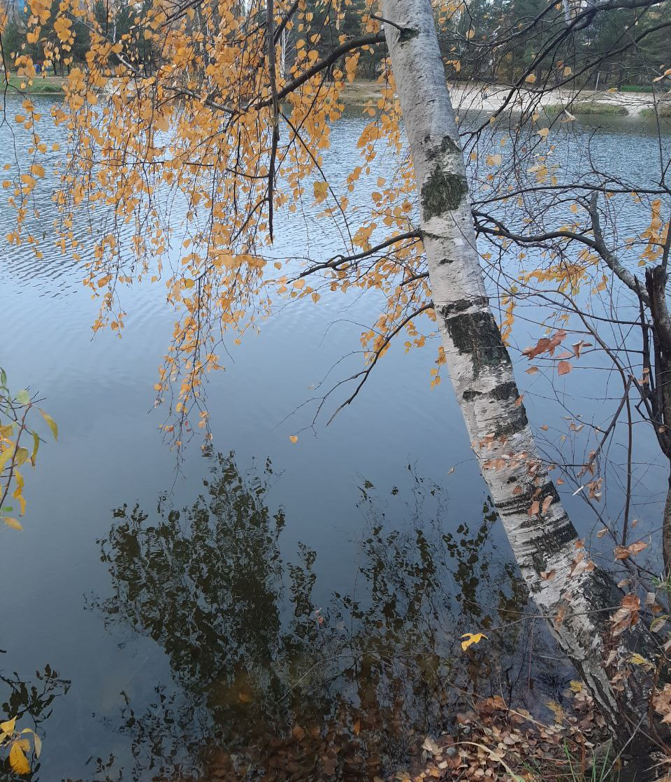 Фото автора с осенней прогулки, эта осень особенно гармоничная для меня... 