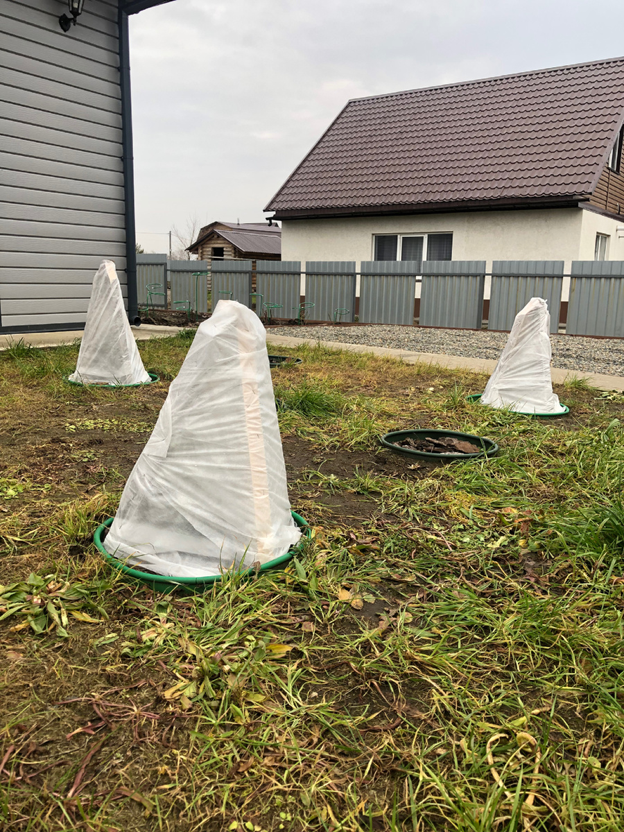 Голубые елочки утеплились на зиму