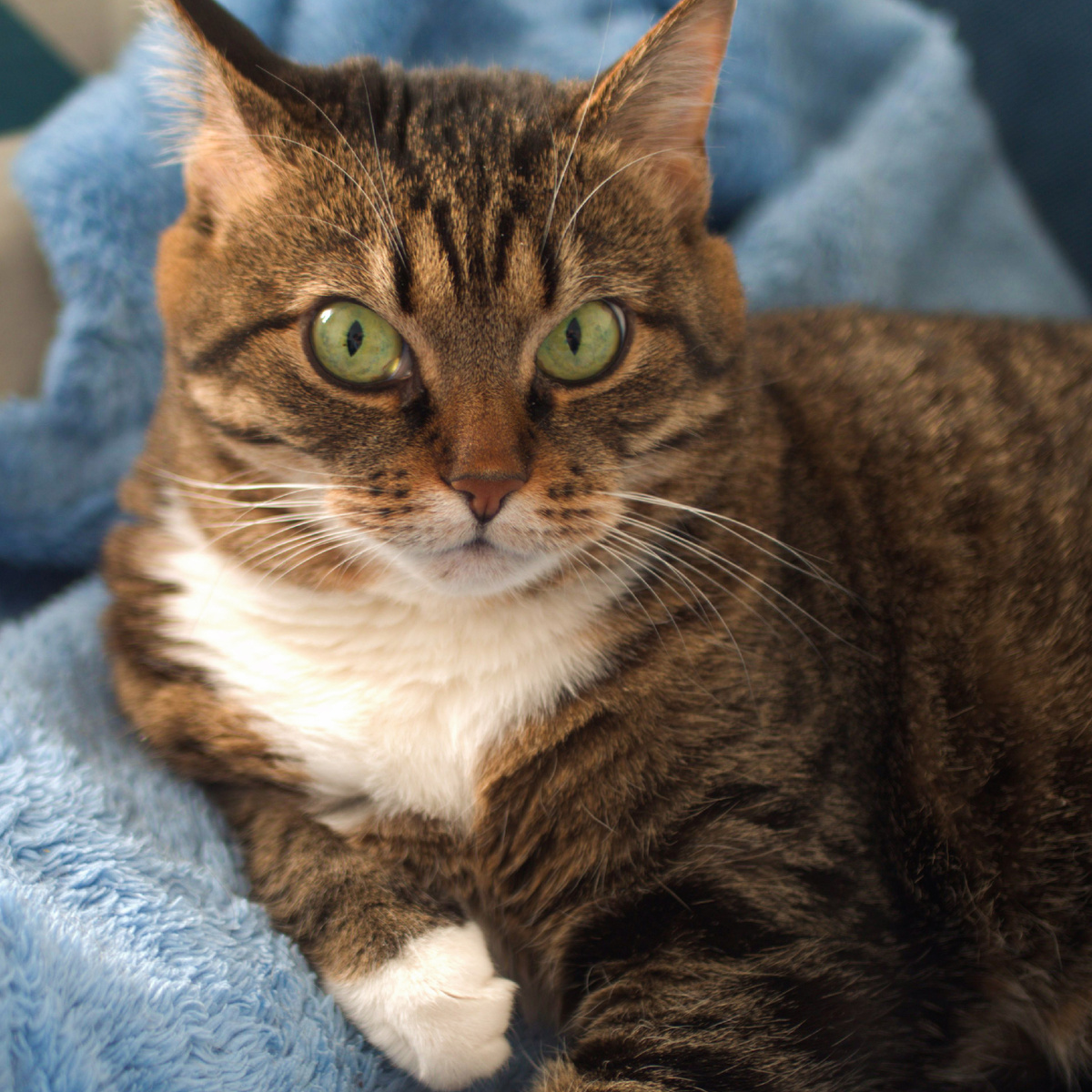 Рыся подозревает