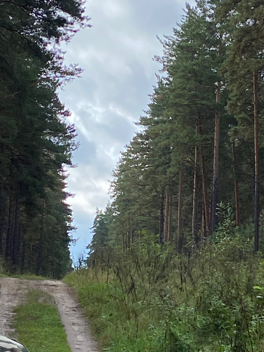 Сосновый бор, Алтай