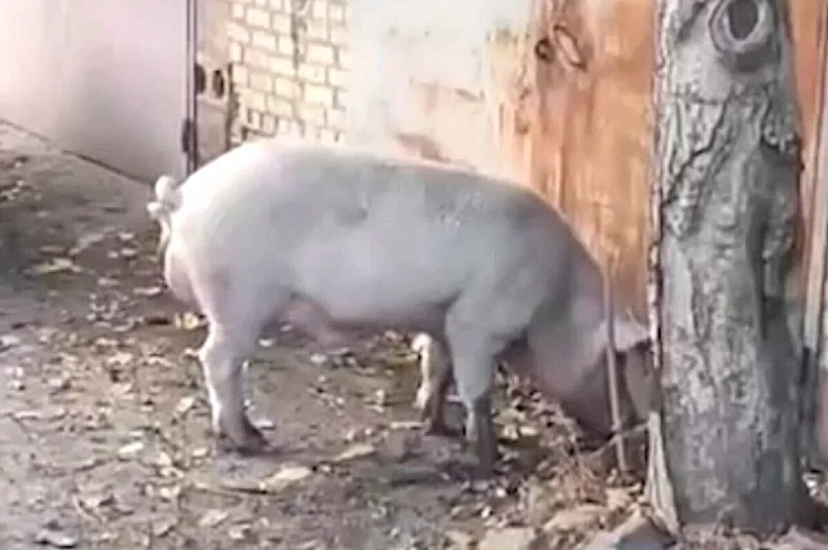    В Ростовской области беспризорные свиньи устроили переполох в посёлке
