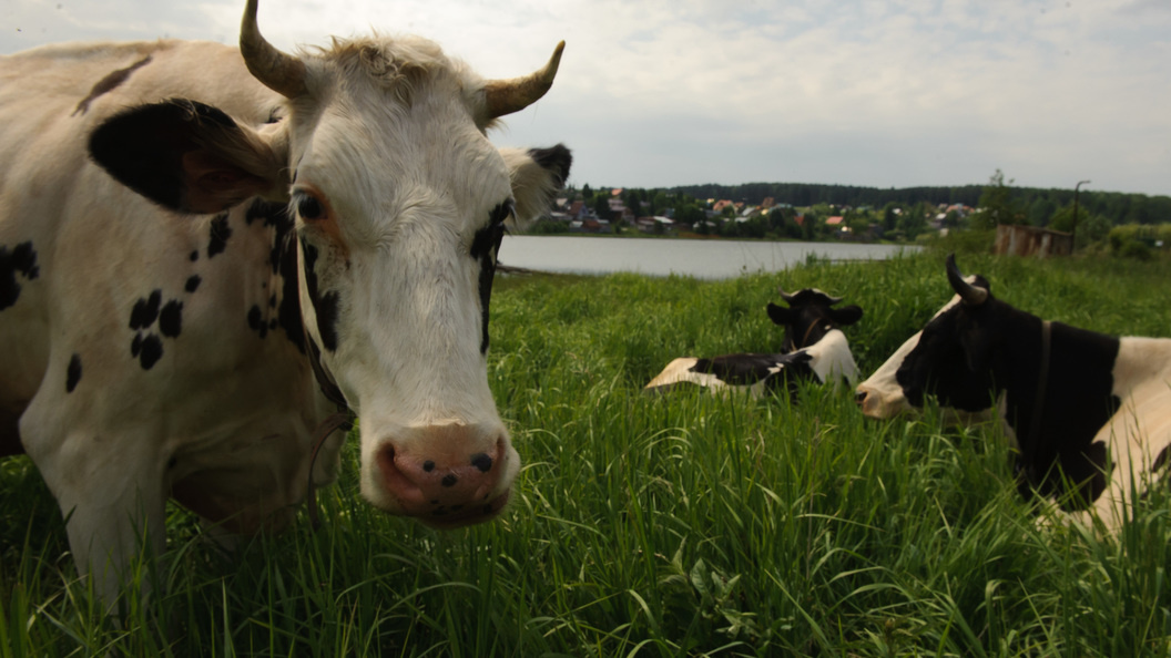    Dmitry Chasovitin/Global Look Press