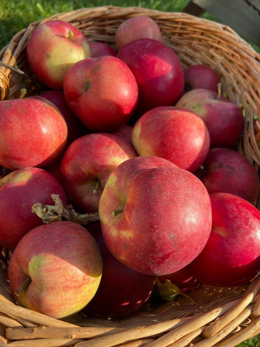 Зимние яблоки из нашего сада/огорода, то есть дачного участка