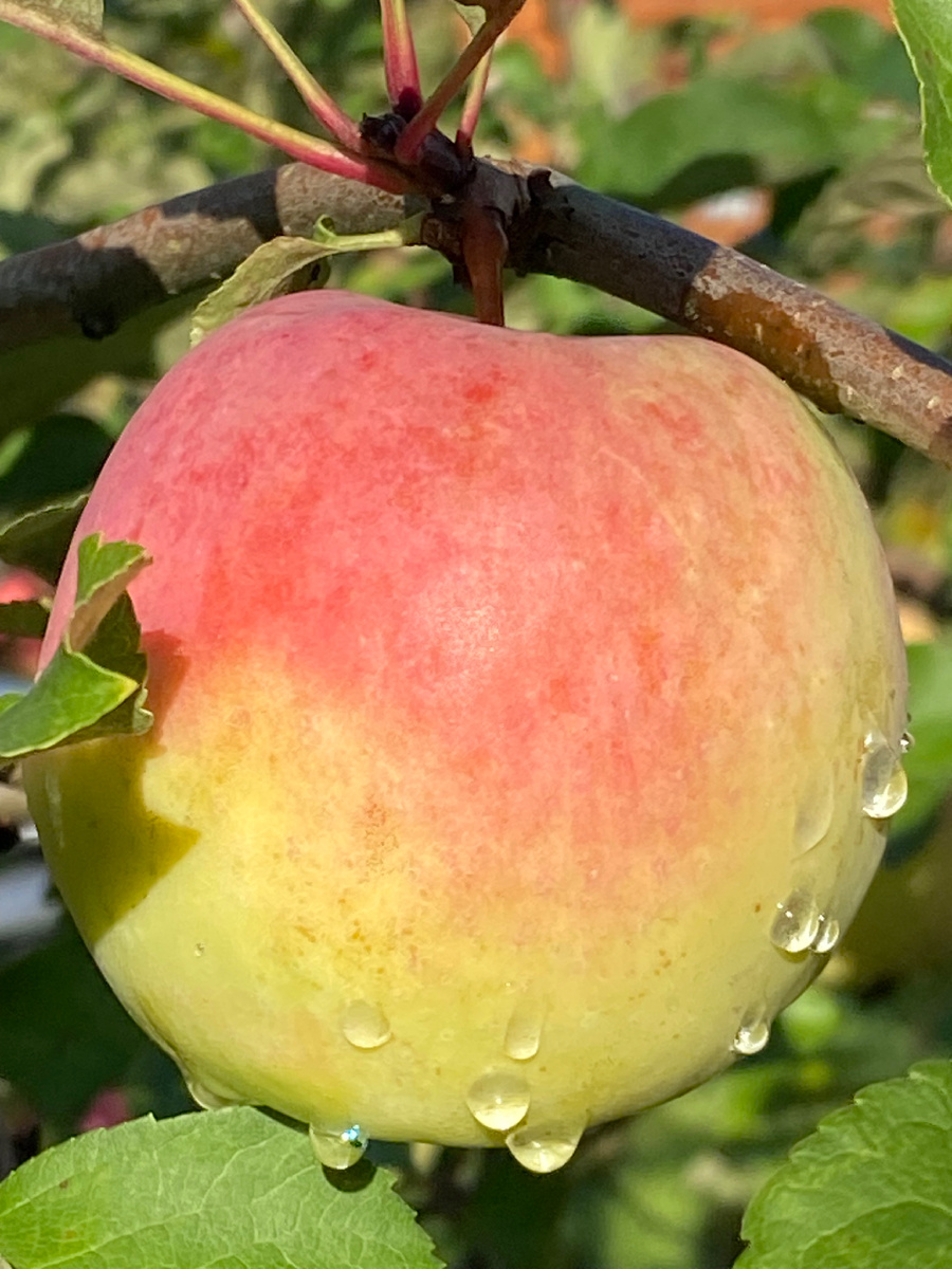 На нашей даче такие румяные яблочки