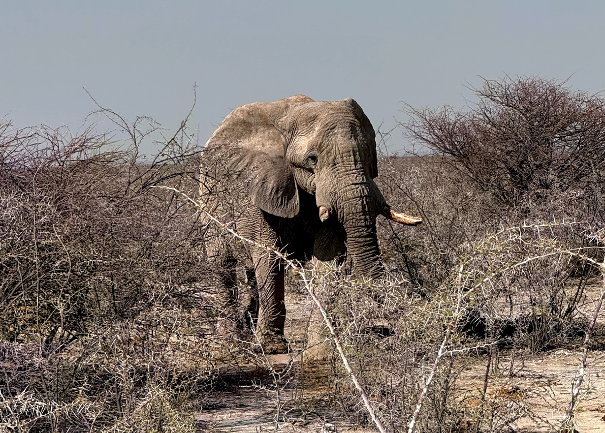 Намибия известна не только животными