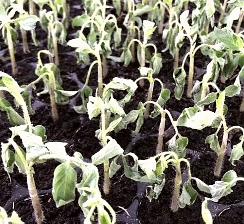 фото из интернета