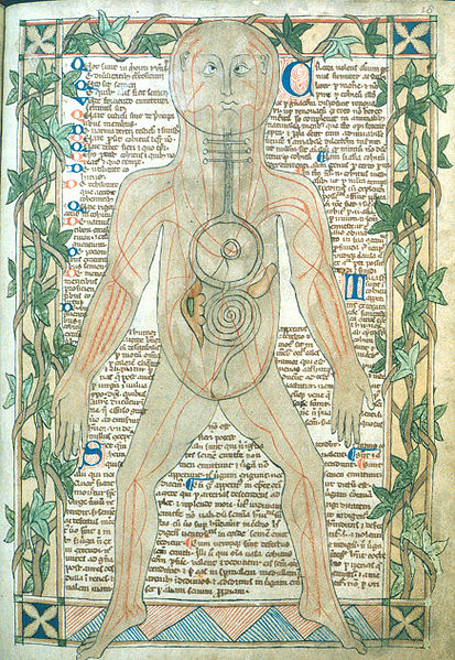 Анатомическая иллюстрация XIII века