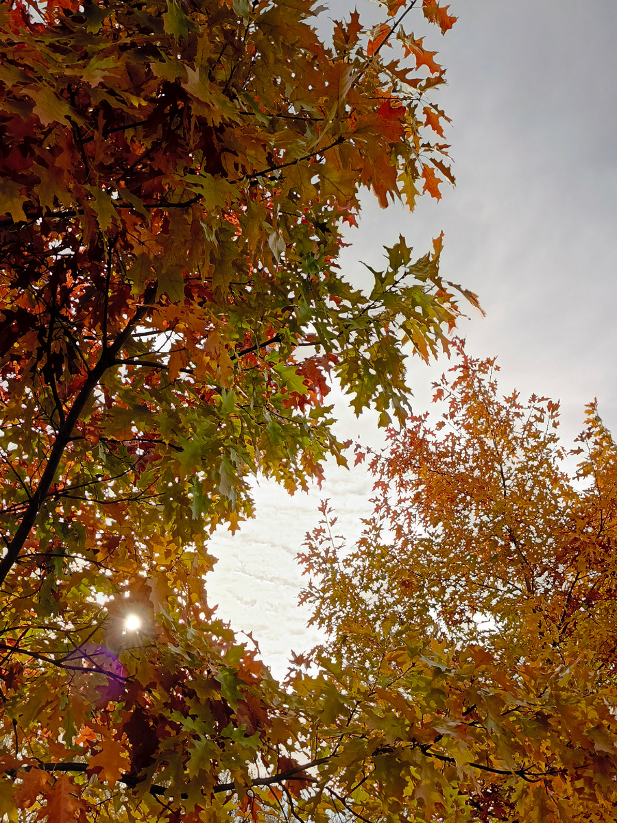 Фото автора 🍂🍁🍁🍂