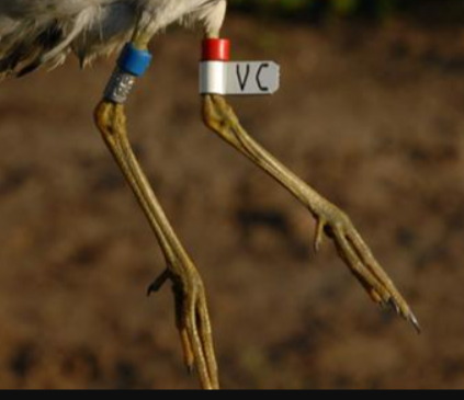 Меточные кольца 