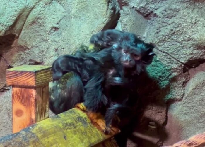 Источник фото: Парк Лога / tm.com 