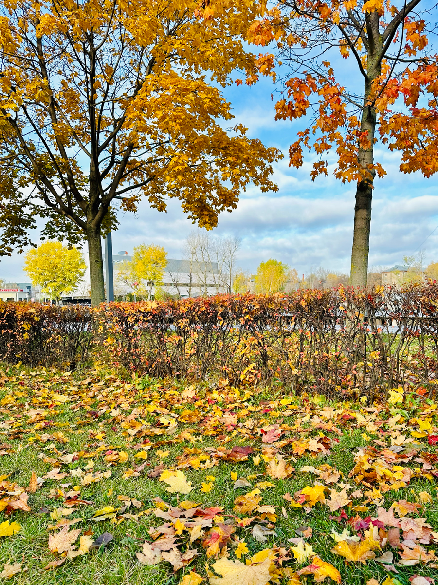 Вот такая красота нынче на нашей любимой площадке.