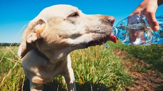    Сколько воды в день должна пить собака и как понять, что у нее обезвоживание: отвечают ветеринары Алина Городниченко