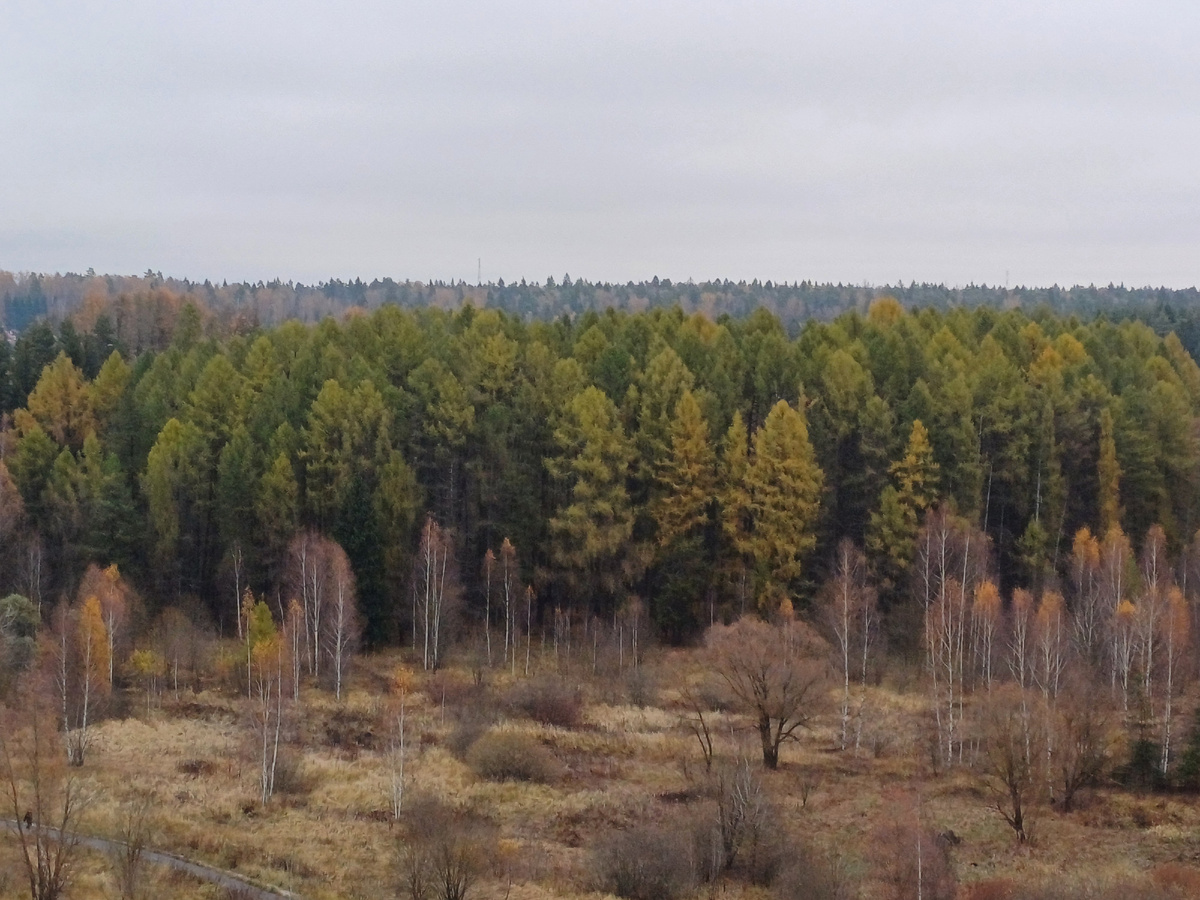 Грачиная роща