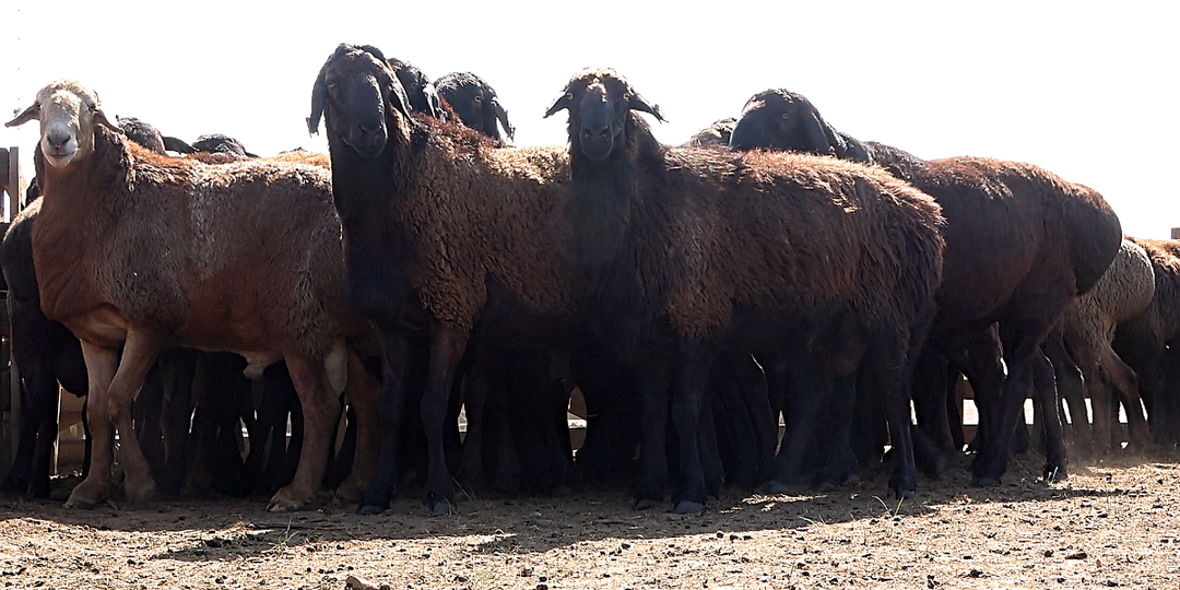 Сколько вложений требуется для открытия одного овцеводческого комплекса - «точки»?