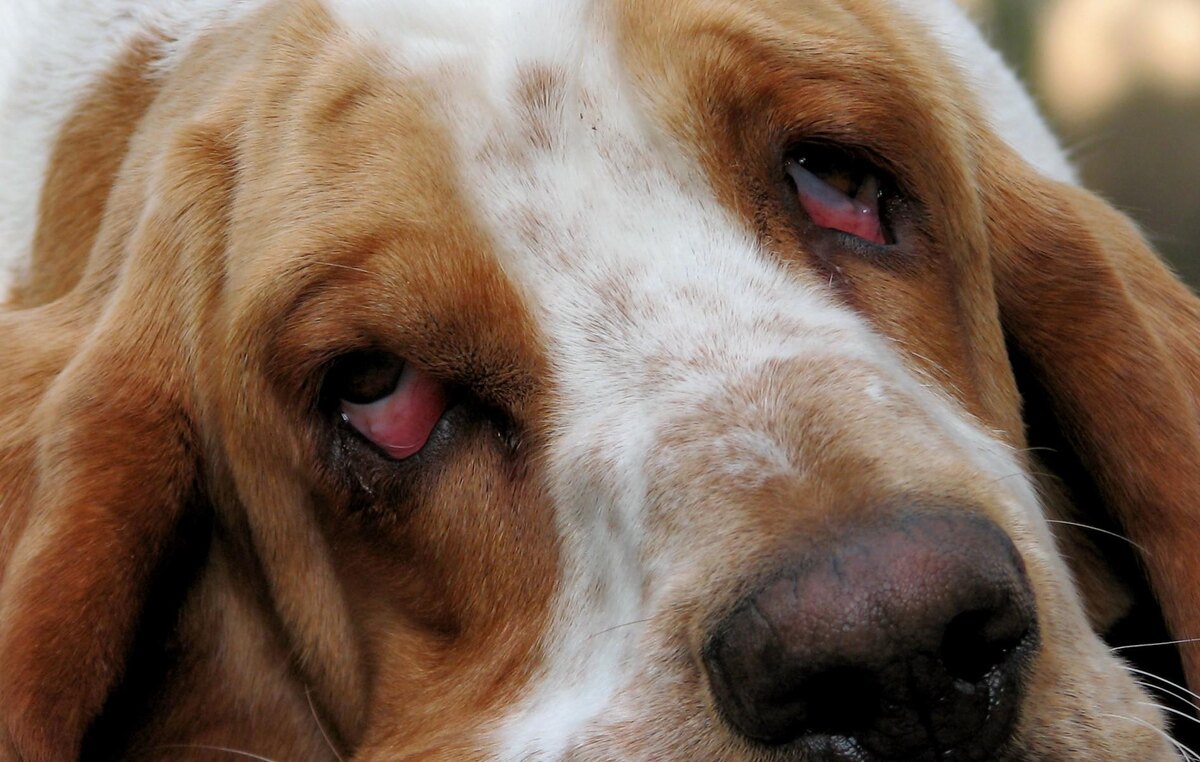 источник фото: https://t2.ea.ltmcdn.com/es/posts/7/8/1/ectropion_en_perros_21187_orig.jpg