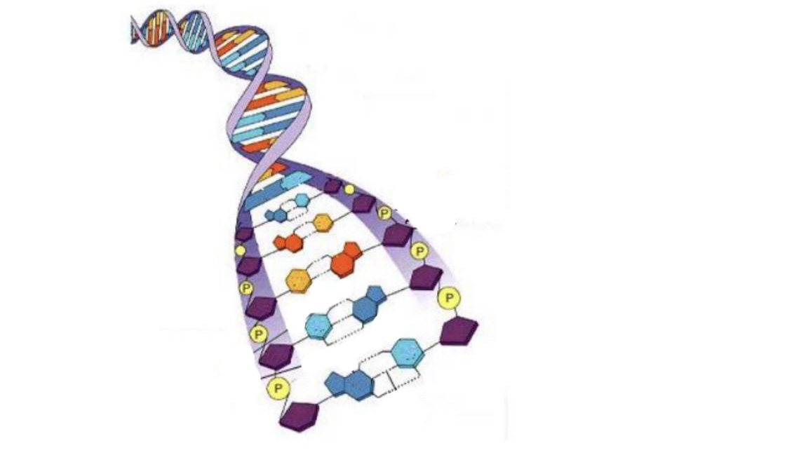 Структура ДНК