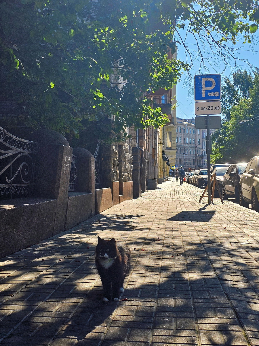 Кошка Маша. Фото: Парадная гостья