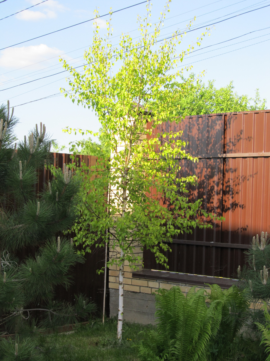 На фото дереву около 5 лет