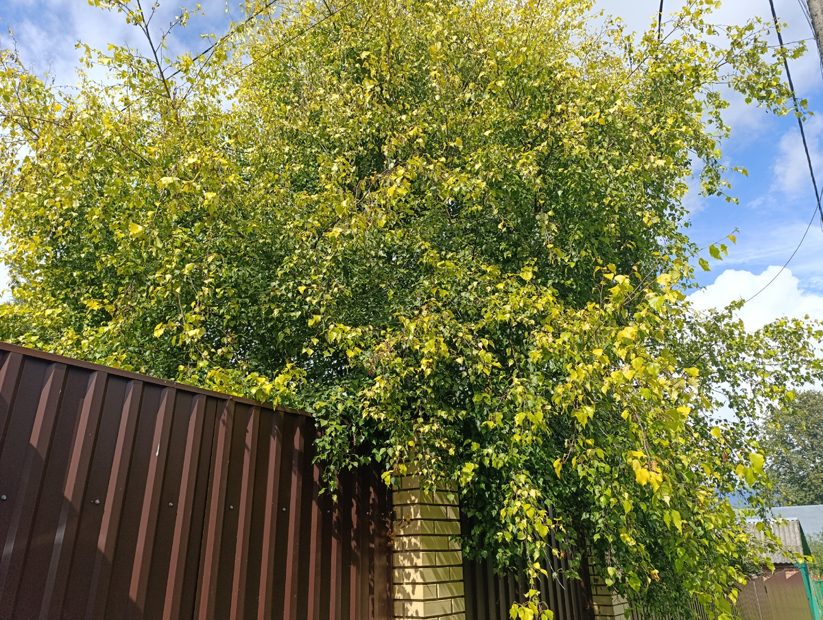 Береза Золотое облачко