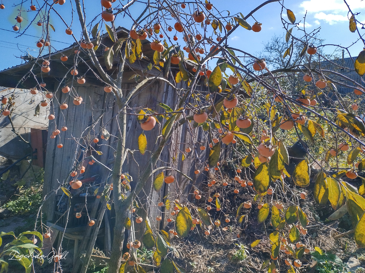 Ещё одна. Болеет что-то...