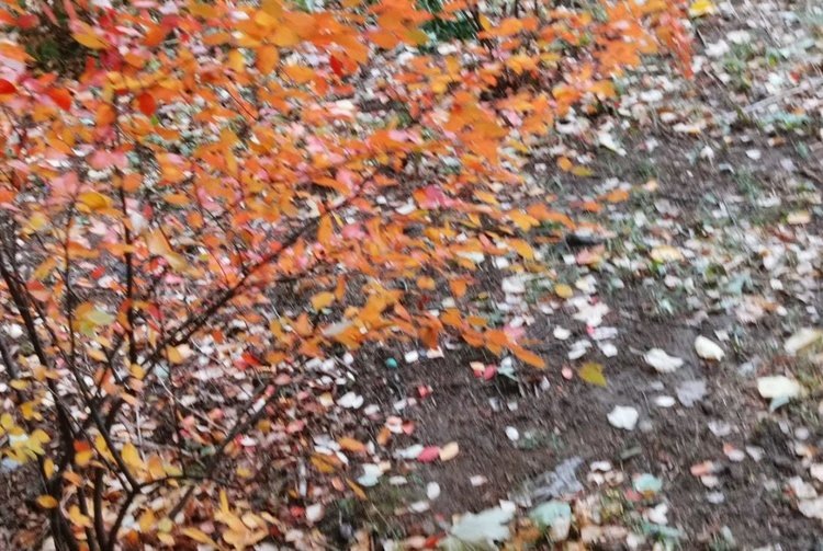    Как определить качество листьев для мульчи и компоста на глаз