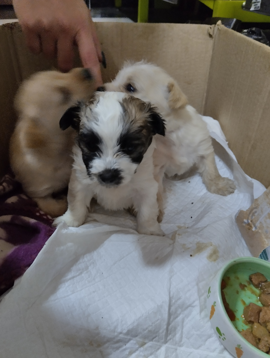 Почему я не живу в своём доме..  Я бы не мучилась от жалости... Я бы забрала.