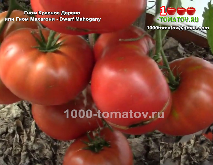 Томат Гном Красное Дерево или Гном Махагони - Dwarf Mahogany 1