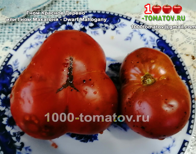 Томат Гном Красное Дерево или Гном Махагони - Dwarf Mahogany 2