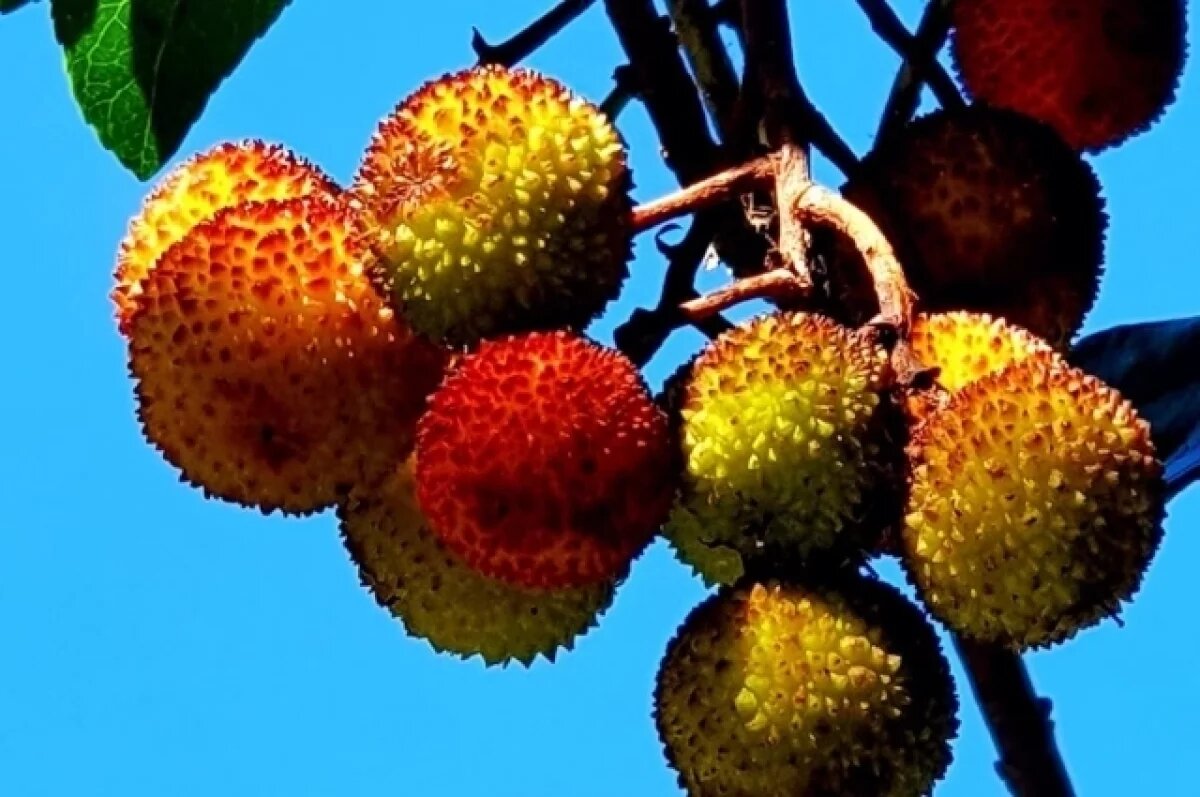    В Сочи появились плоды на дереве «шептуне»