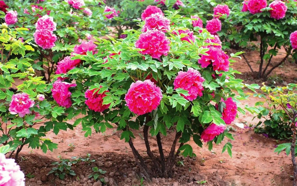 Пионы древовидные, фото взяла здесь https://gostopgo.ru/древовидные+пионы+фото