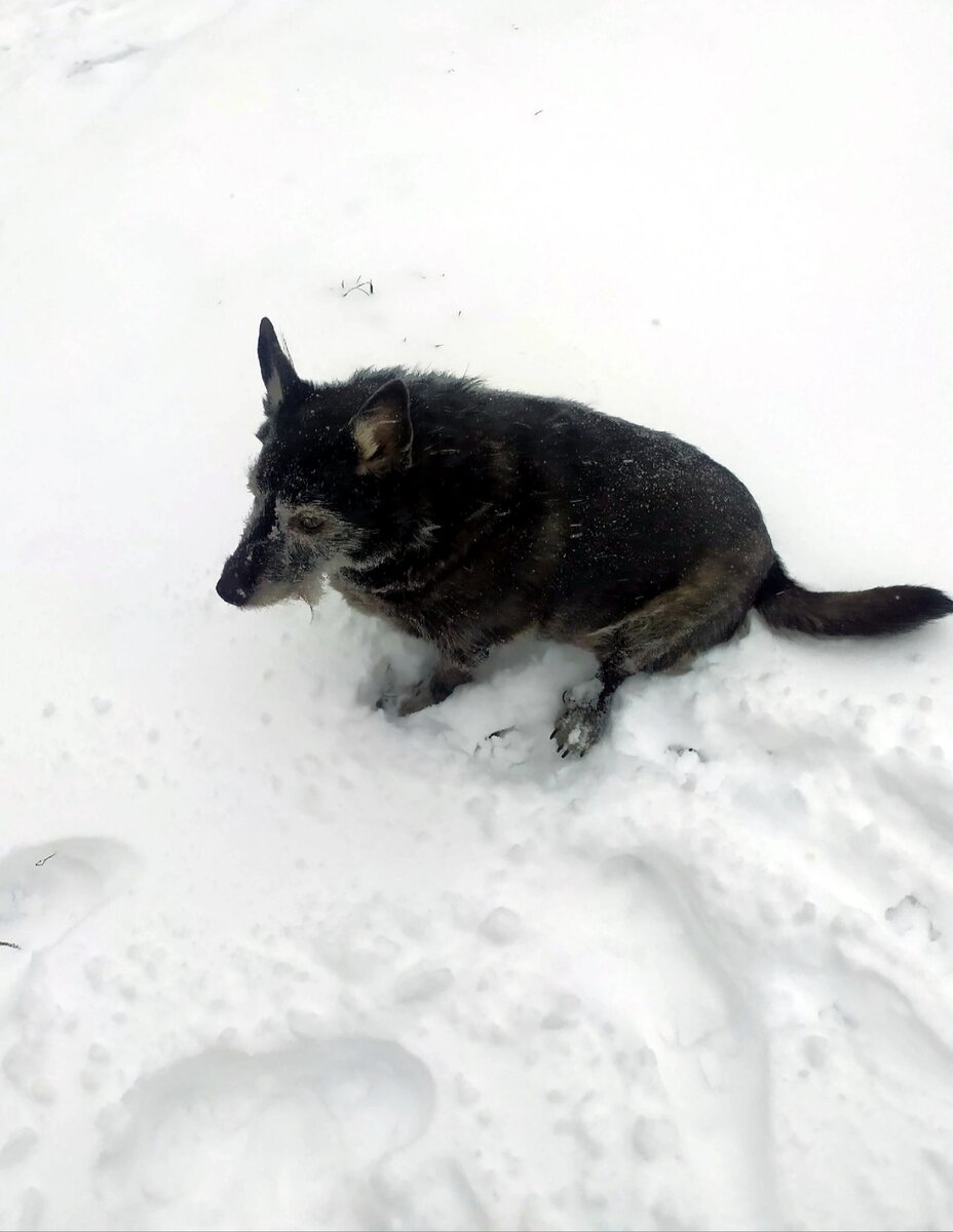 Моя собака Дива.